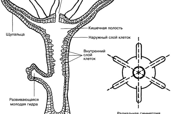 Кракен 12 at